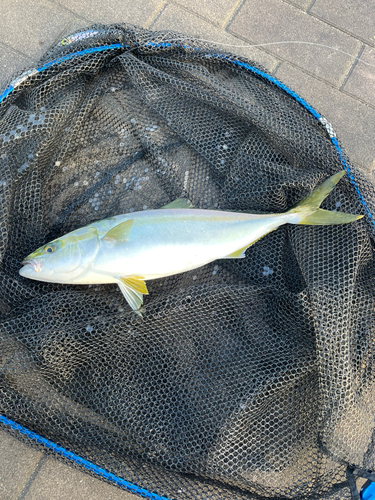 ツバスの釣果