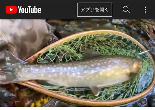 イワナの釣果