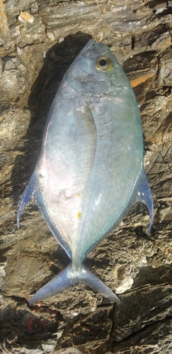 ナンヨウカイワリの釣果