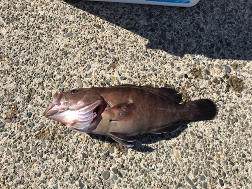 マハタの釣果