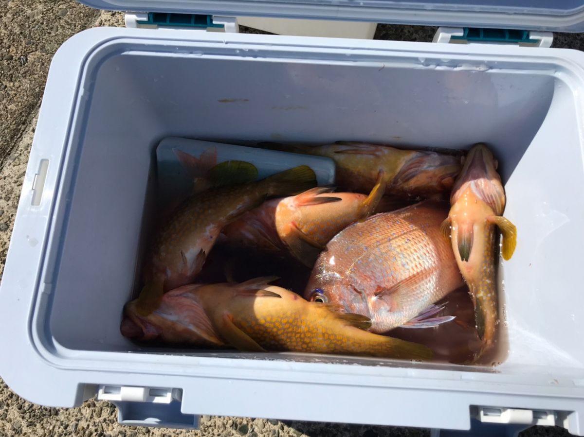 ホクロさんの釣果 2枚目の画像