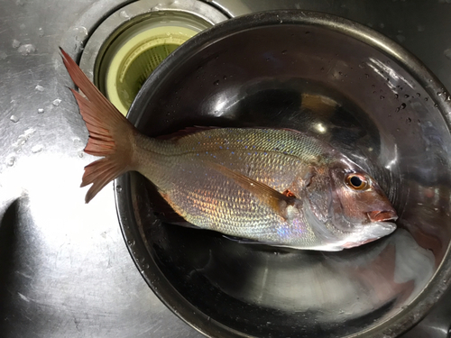 マダイの釣果