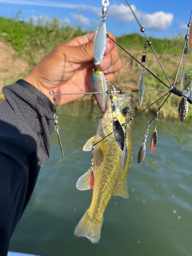 ブラックバスの釣果