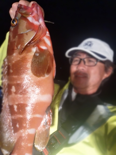 アカハタの釣果