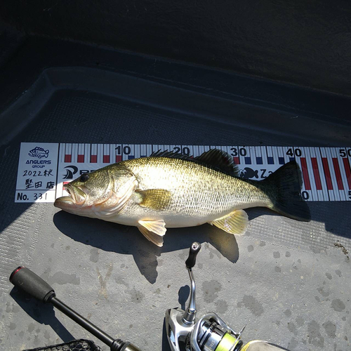 ブラックバスの釣果