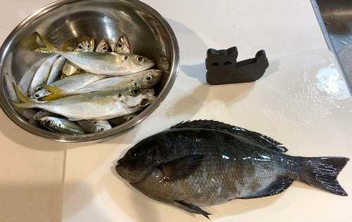 アジの釣果