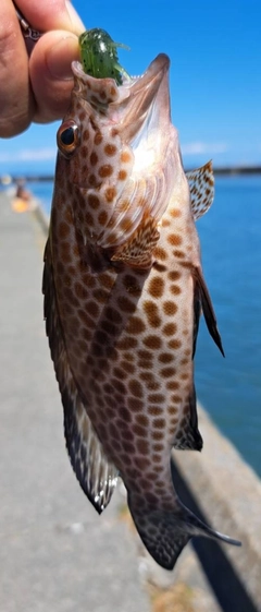 オオモンハタの釣果