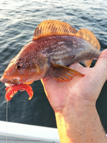 アイナメの釣果