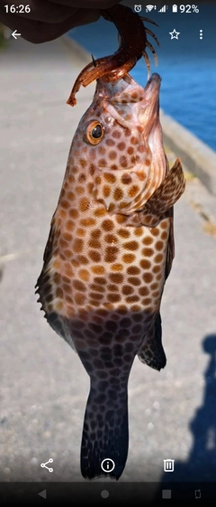 オオモンハタの釣果