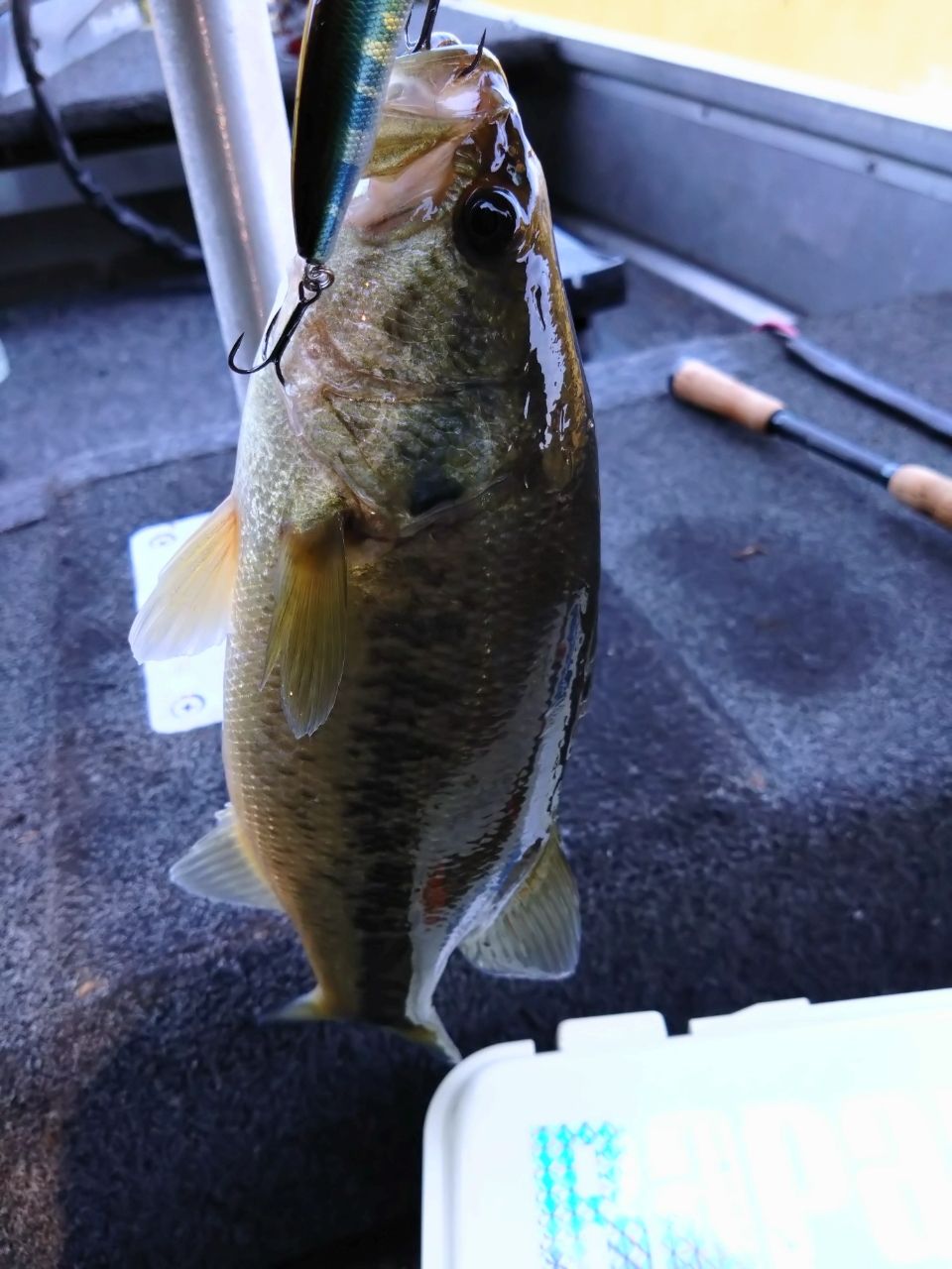 ブラックバスの釣果写真