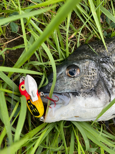 チヌの釣果