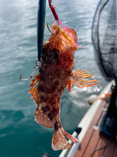 アラカブの釣果