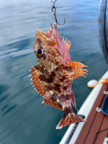 アラカブの釣果