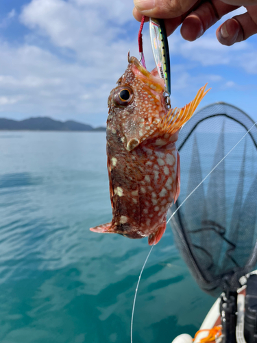 アラカブの釣果