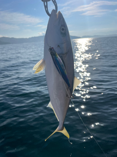 ヤズの釣果