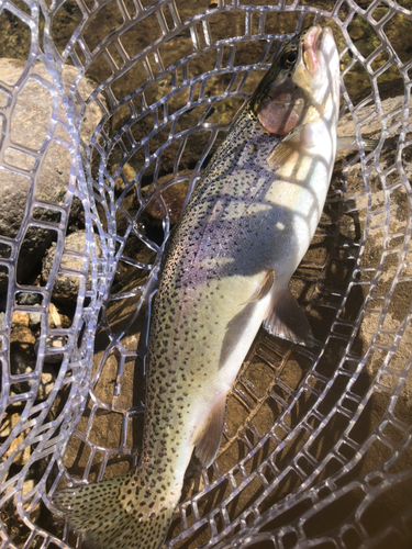 ニジマスの釣果