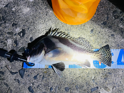 コショウダイの釣果