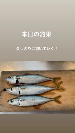 マサバの釣果