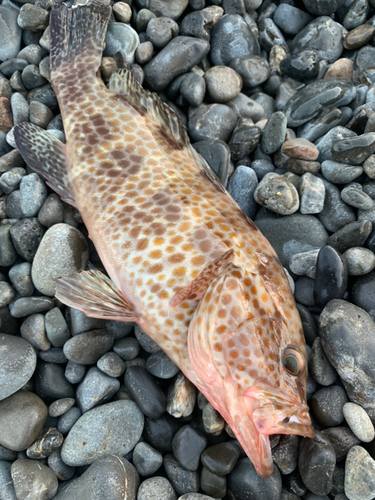 オオモンハタの釣果