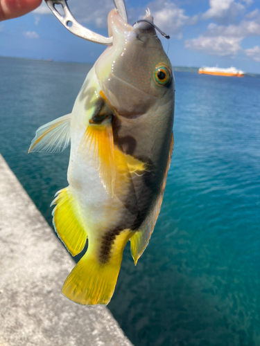 マクブの釣果