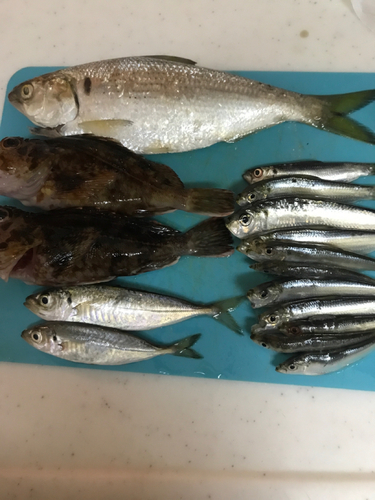 アジの釣果