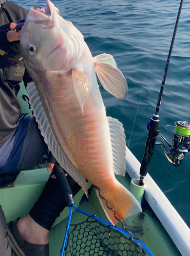 シロアマダイの釣果