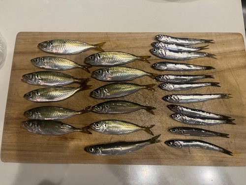 アジの釣果