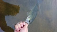 ブラックバスの釣果