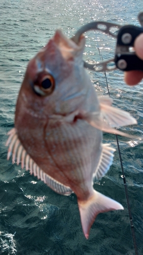 タイの釣果