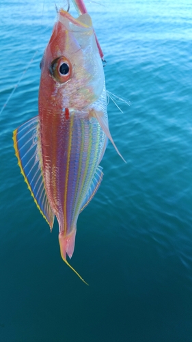 イトヨリダイの釣果