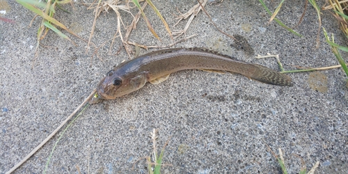 マハゼの釣果