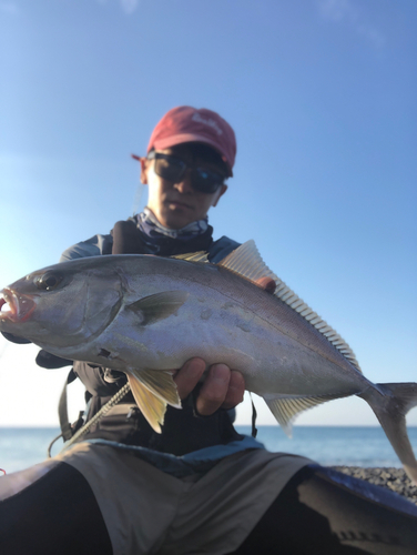 シオの釣果