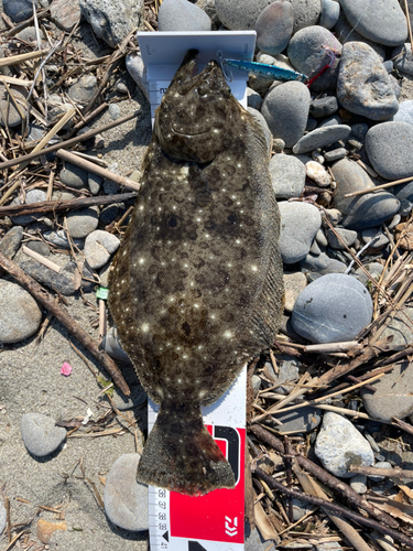 ヒラメの釣果