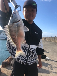 クロダイの釣果