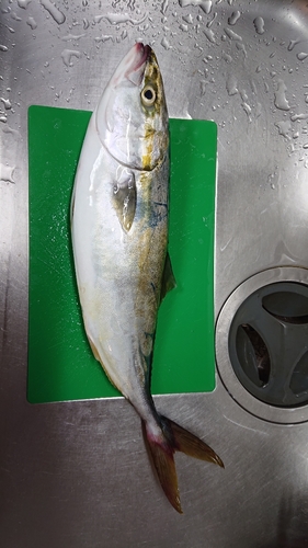 ハマチの釣果