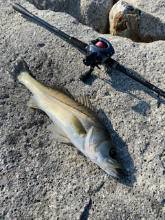 スズキの釣果