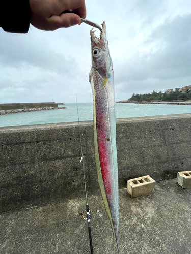 タチウオの釣果