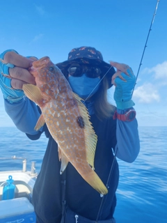 アコウの釣果