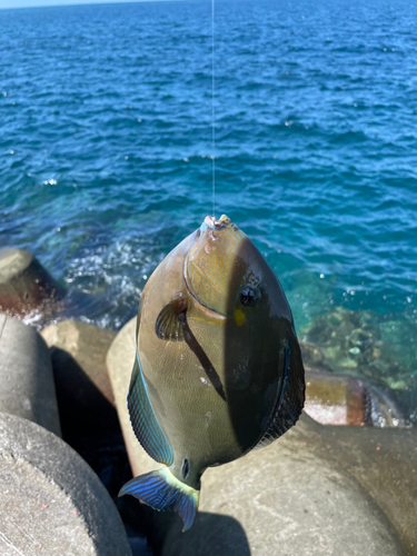 トカジャーの釣果