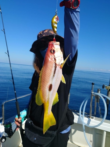 ヨコスジフエダイの釣果