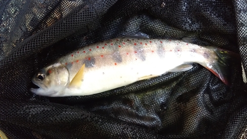 アマゴの釣果