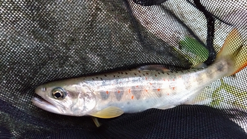 アマゴの釣果