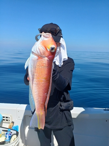 アマダイの釣果