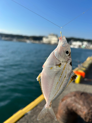 ヒイラギの釣果