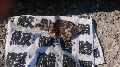 カワハギの釣果