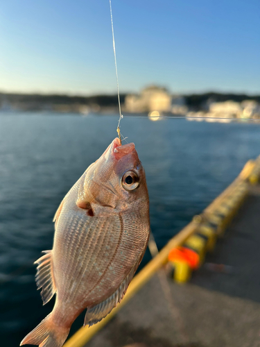 タイの釣果