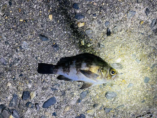 メバルの釣果