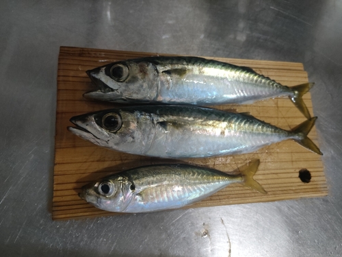 サバの釣果