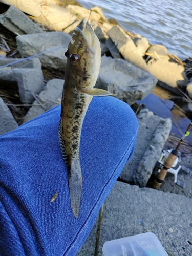 ハゼの釣果