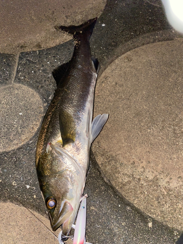 スズキの釣果